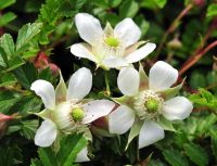 Clean white flowers over trailing pinnate rich green foliage